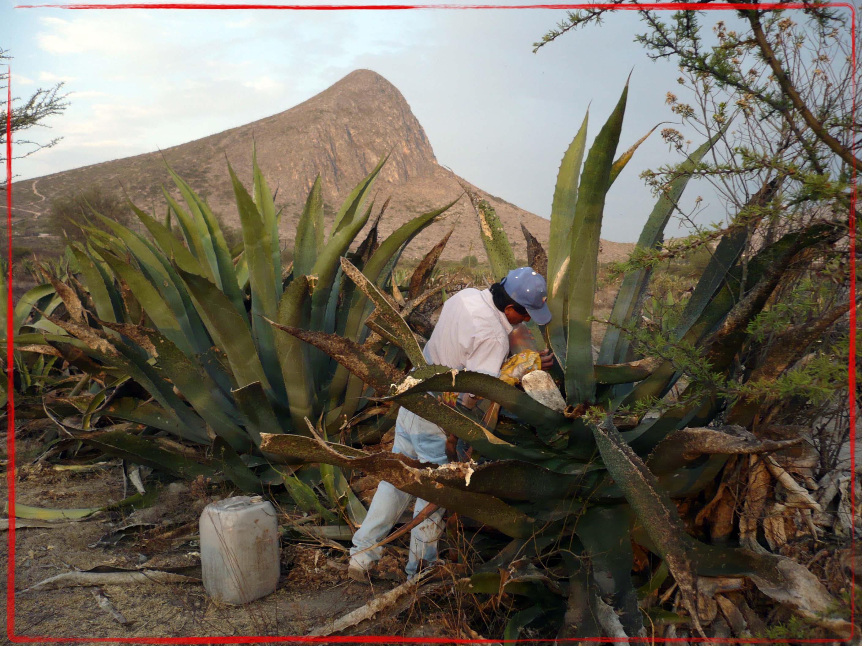 Persona raspando maguey